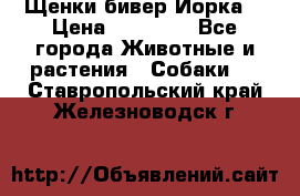 Щенки бивер Йорка  › Цена ­ 30 000 - Все города Животные и растения » Собаки   . Ставропольский край,Железноводск г.